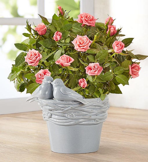 Love Birds Pink Rose Plant