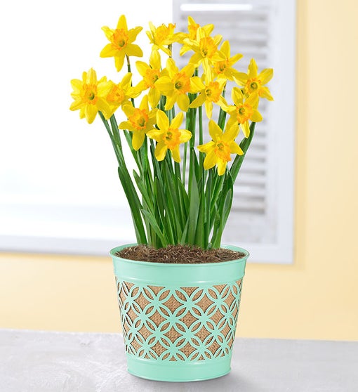 Delightful Daffodil