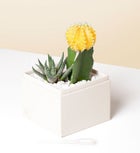 Happy Birthday Succulents by Lula’s Garden® 123123