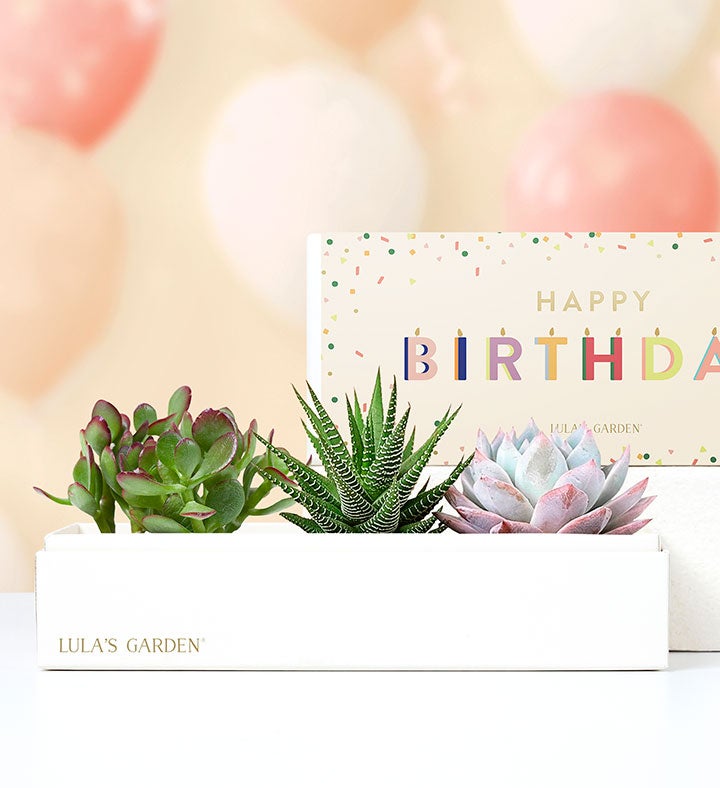 Happy Birthday Succulents by Lula’s Garden®