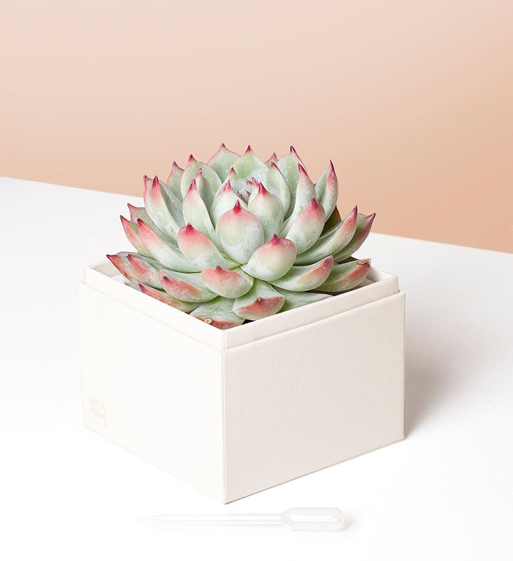 Thank You Succulents by Lula’s Garden - Thumbnail 4