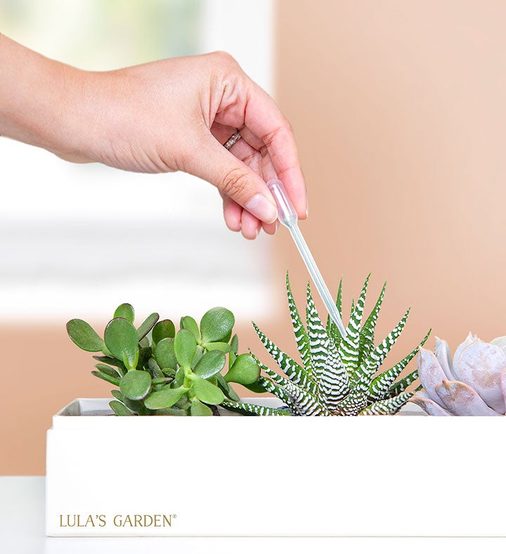 Thank You Succulents by Lula’s Garden®