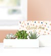 Thank You Succulents by Lula’s Garden®