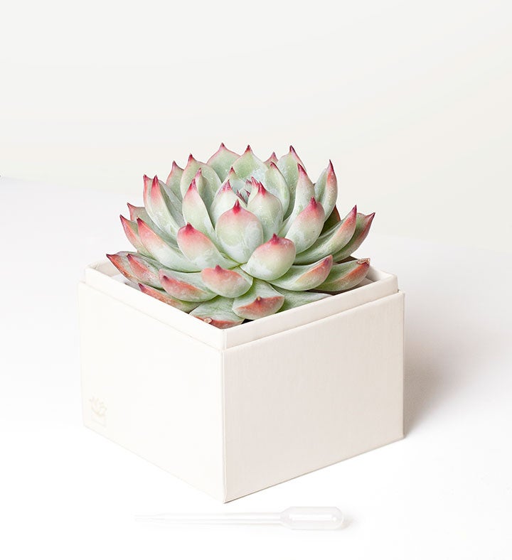 Succulents by Lula’s Garden