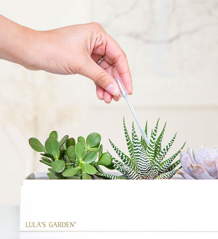 Succulents by Lula’s Garden