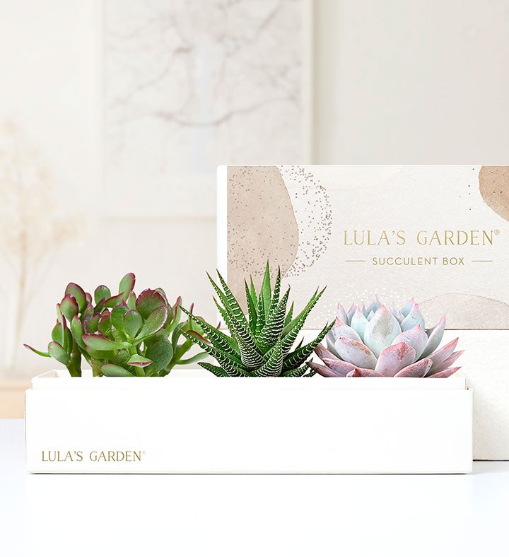 Succulents by Lula’s Garden