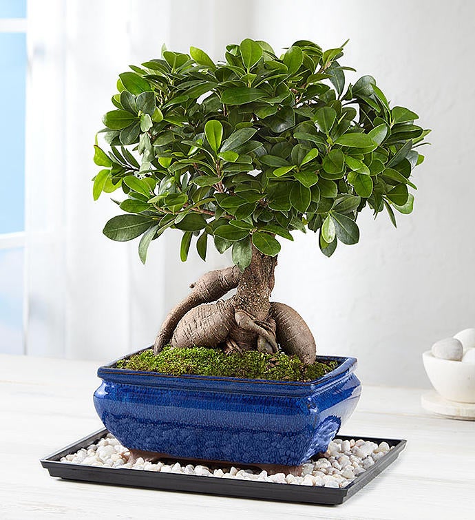 Ginseng Grafted Ficus 157485