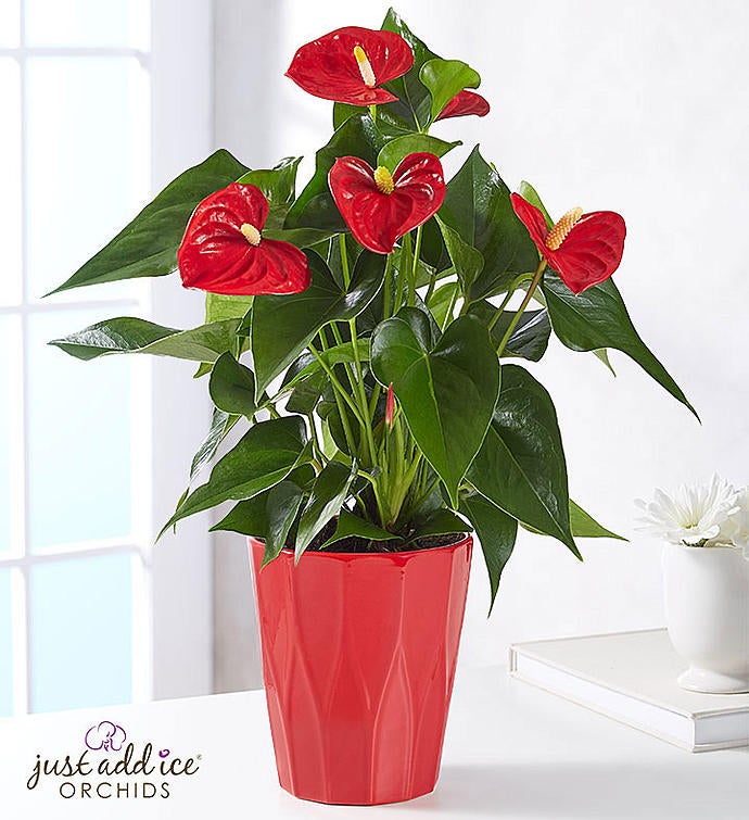 Ravishing Red Anthurium