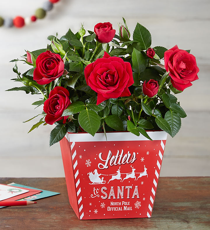 Letters to Santa Red Rose Plant