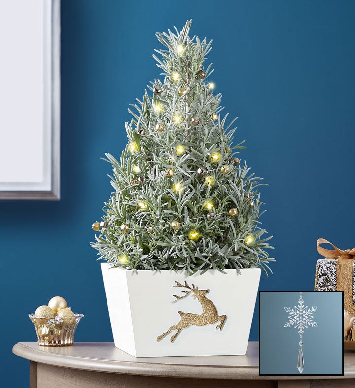 Fragrant Holiday Lavender Tree