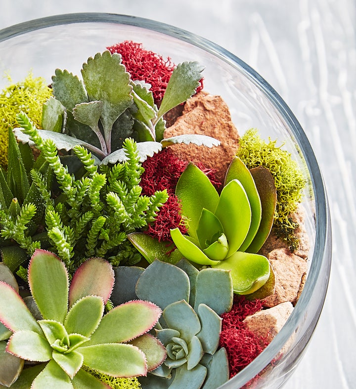 Glass Succulent Terrarium