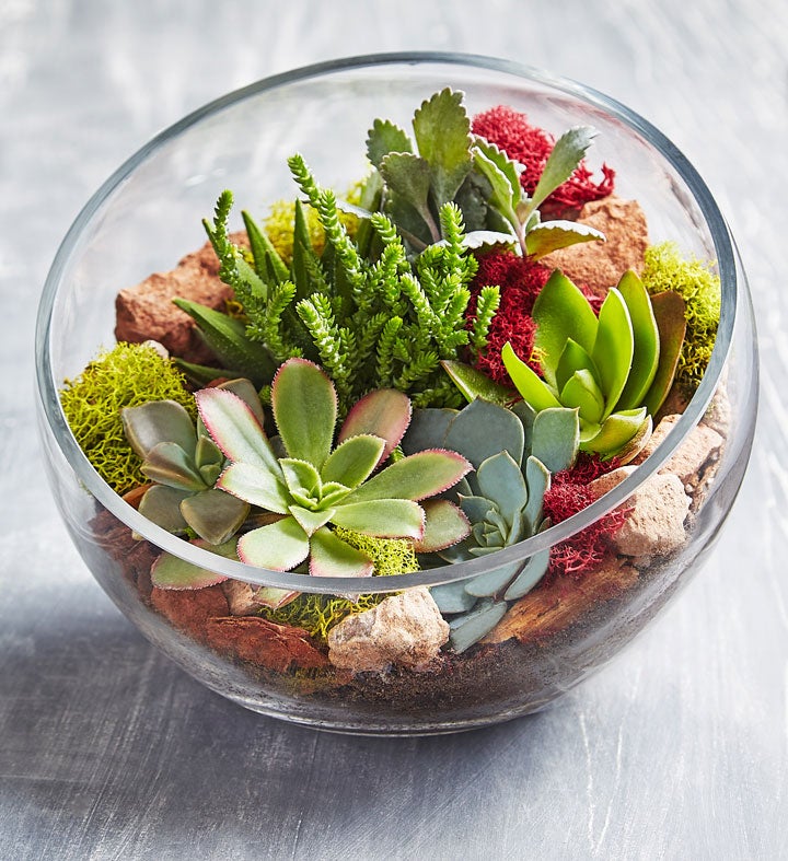 Succulent Terrarium () Succulent Terrarium