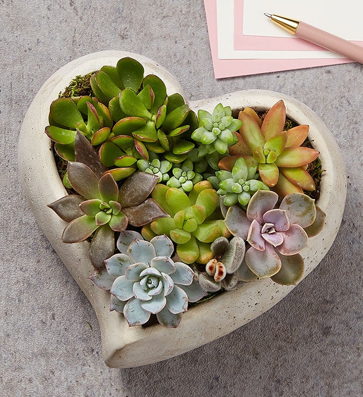 Sweet Succulent Heart Garden