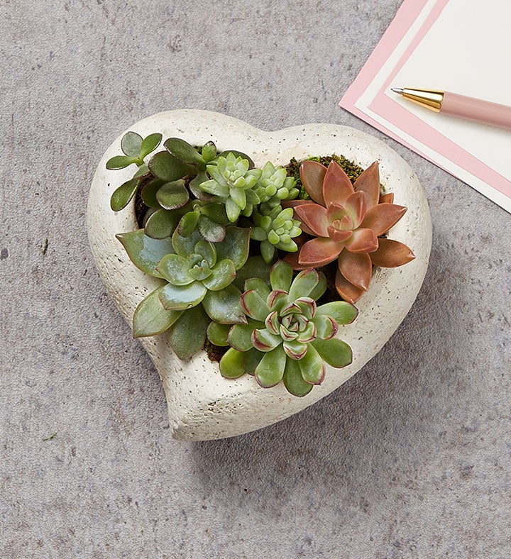 Sweet Succulent Heart Garden