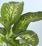 Dieffenbachia Plant (Dumb Cane) For Sympathy