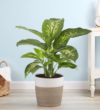 Dieffenbachia Floor Plant Dumb Cane