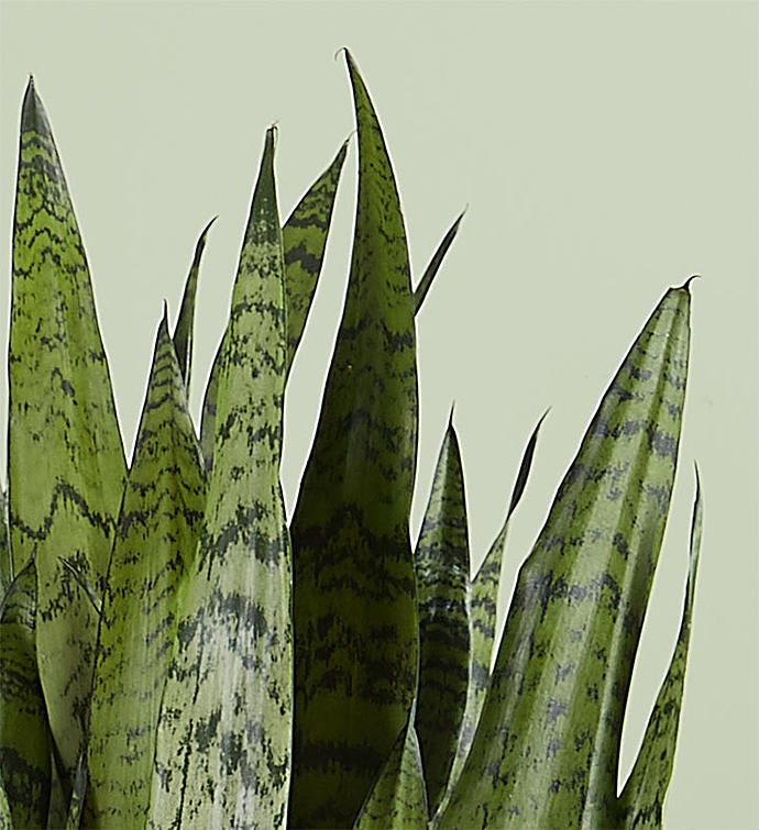 Snake Floor Plant (Sansevieria)