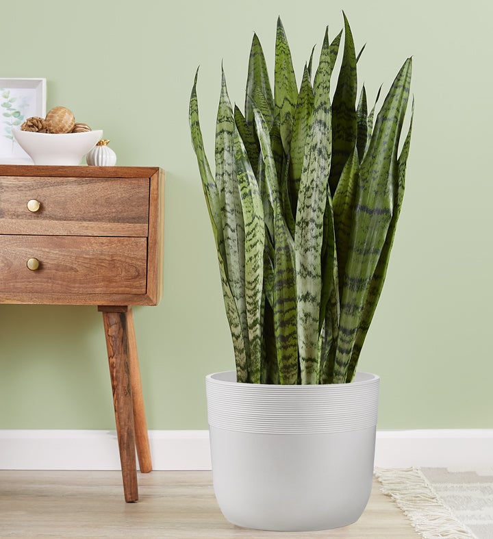 Snake Floor Plant  Sansevieria