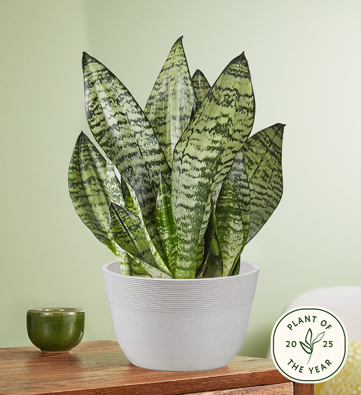 Snake Plant (Sansevieria)