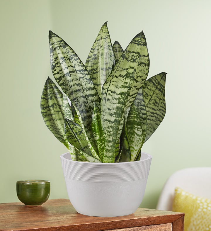 Snake Plant (Sansevieria)