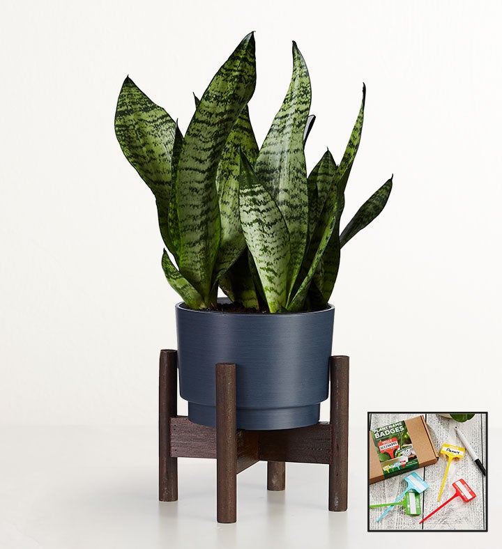 Snake Plant Sansevieria