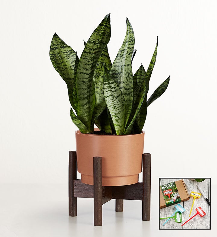 Snake Plant Sansevieria