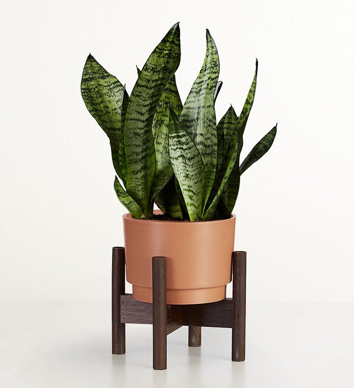 Snake Plant (Sansevieria)