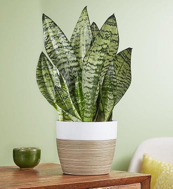 Snake Plant Sansevieria