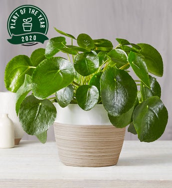 Pilea Peperomioides Plant