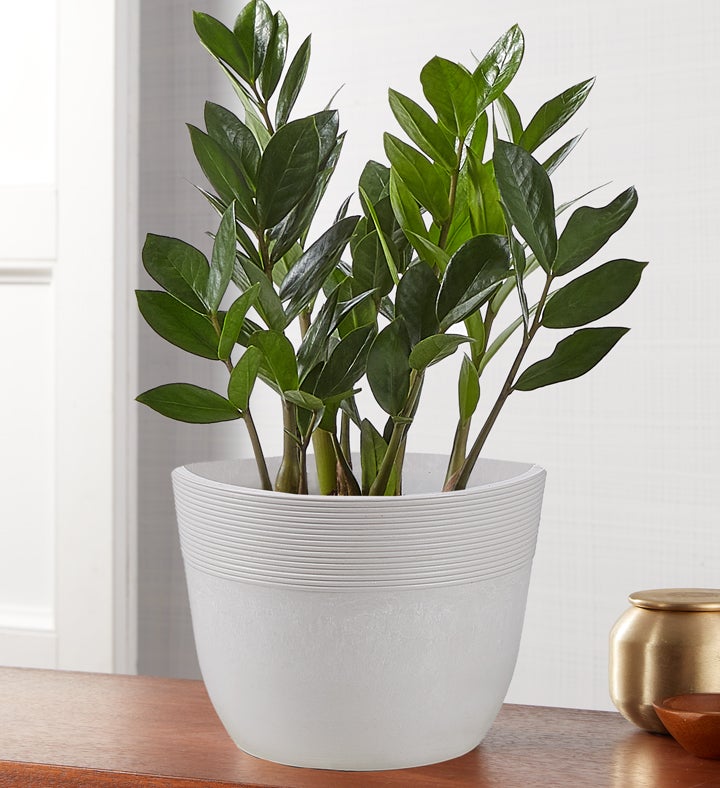 Zz Plant  Zamioculcas Zamiifolia