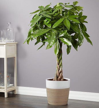 Money Tree Floor Plant for Sympathy