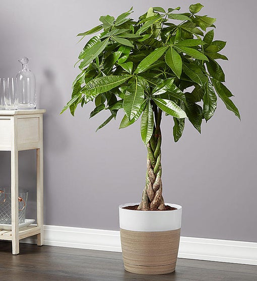 Money Tree Floor Plant