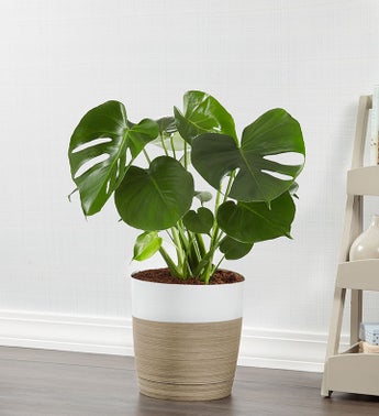 Monstera Deliciosa Floor Plant