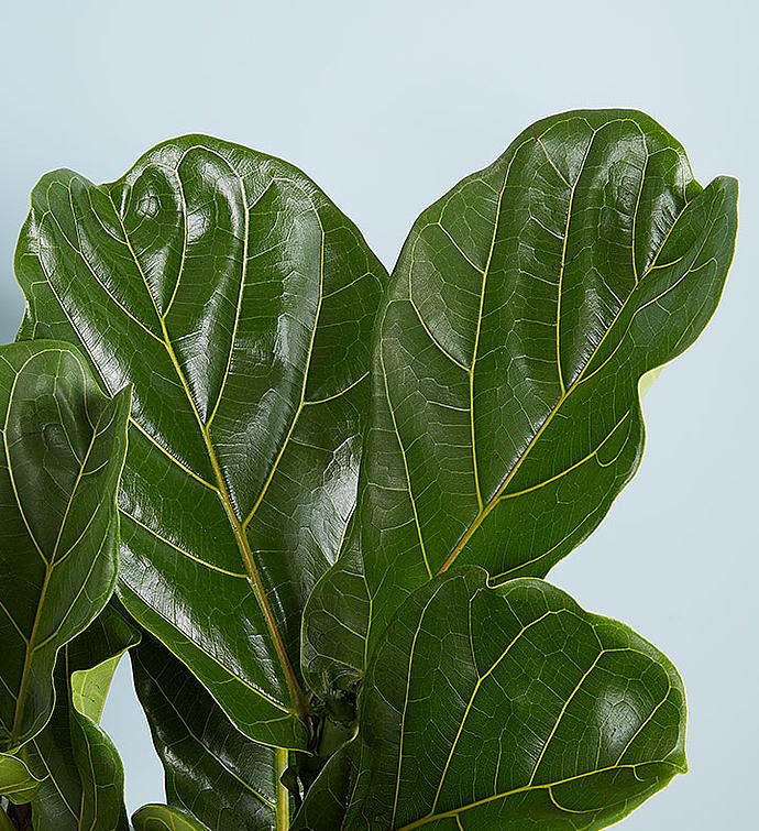 Fiddle Leaf Fig Floor Plant
