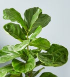 Fiddle Leaf Fig Floor Plant