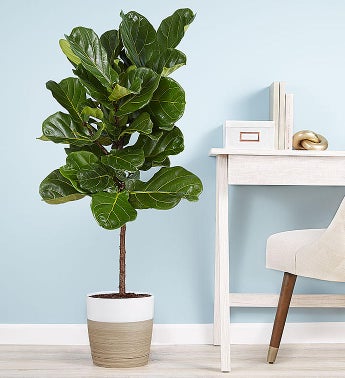 Fiddle Leaf Fig Floor Plant