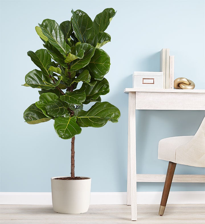 Fiddle Leaf Fig Floor Plant