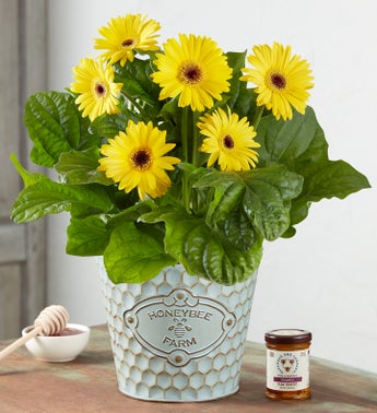 Honey Bee Farms Daisy