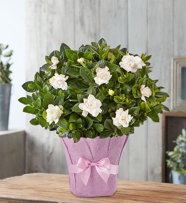 Graceful Gardenia Plant