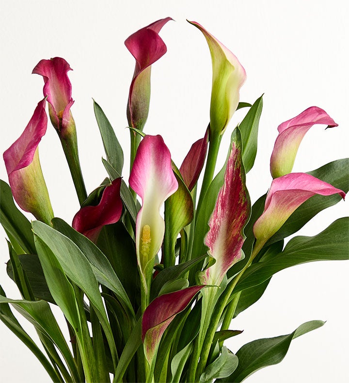 Springtime Calla Lily | 1800Flowers.com
