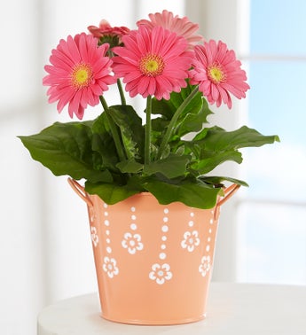 Sweet Summer Gerbera Daisy