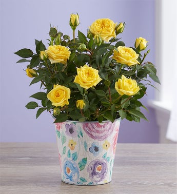 Watercolor Blooms Rose