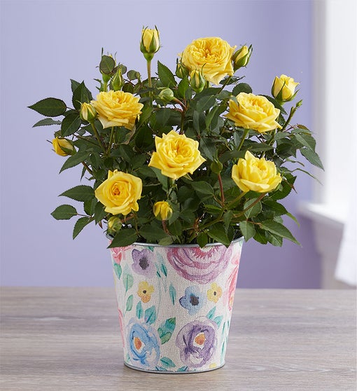 Watercolor Blooms Rose