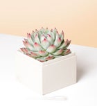 Congrats Succulents by Lula’s Garden®