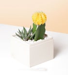 Congrats Succulents by Lula’s Garden®