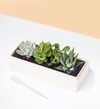Congrats Succulents by Lula’s Garden®