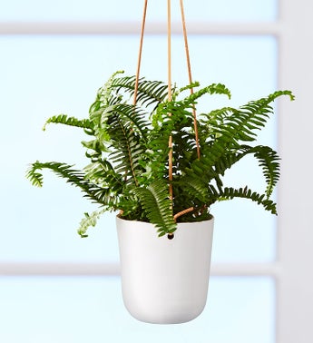 Boston Fern Hanging Plant