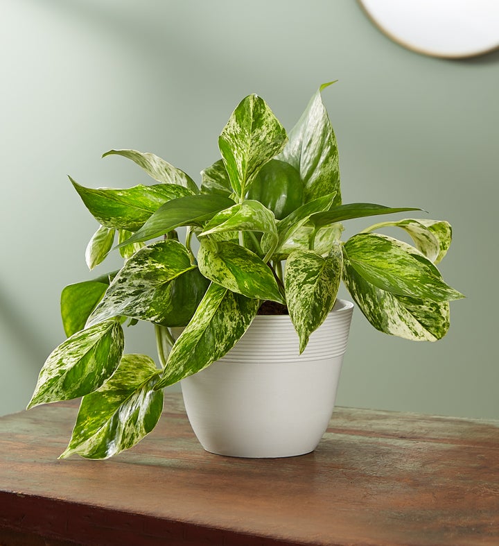 Marble Queen Pothos Plant