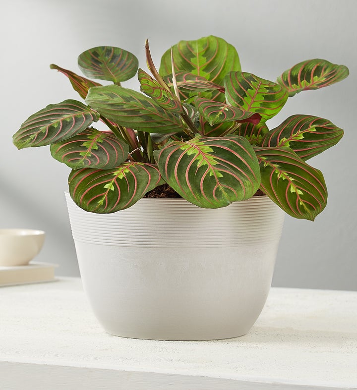 Red Maranta Prayer Plant