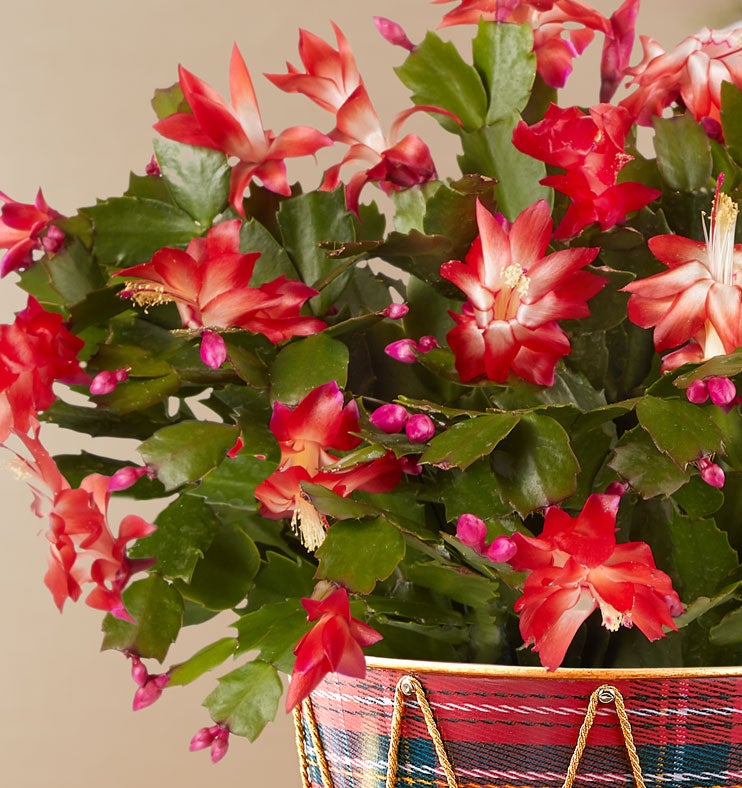 Christmas Cactus